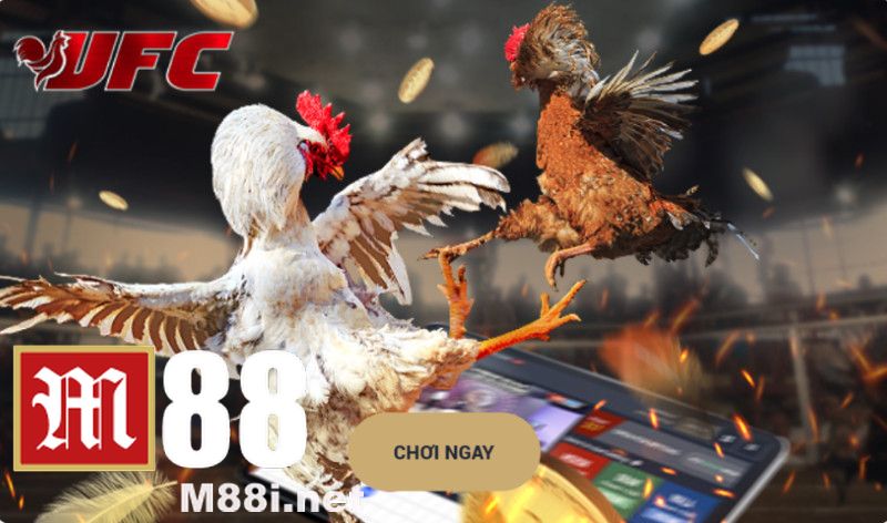 Nervous with dramatic chicken fighting game